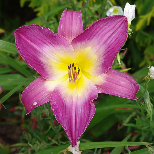 Hemerocallis Singapore Orchid
